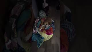 Dog yawning dog cute funnydog cutedog dogsleeping [upl. by Adnalohs974]