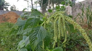 AMARANTHUS Surprising Health Benefits You Should Know  Medicinal Plants  The Rural Life [upl. by Sethi]