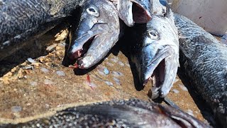 Hunting Jamaicas deadliest fish 🐟 spearfishing barracuda [upl. by Anedal]