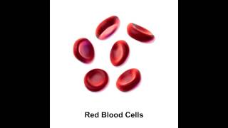 Erythrocyte  Functions Anisocytosis Poikilocytosis Reticulocyte amp Erythrocytosis [upl. by Hgieliak]