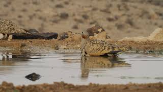 Blackbellied sandgrouse Pterocles orientalis  קטה גדולה [upl. by Koch933]