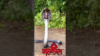 nagendra haraya trilochanaya basmanga ragaya maheswaraya। status।। mahadevshorts [upl. by Neelrac]