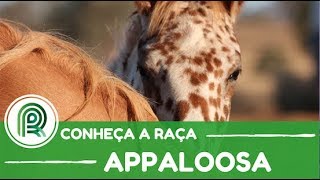 Conheça a história da raça de cavalo appaloosa [upl. by Lleon]