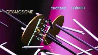 INTERCALATED DISCS IN CARDIAC MUSCLE [upl. by Nolahp]