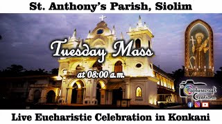 Tuesday Konkani Mass Live at 800am 20th Aug 2024  St Anthonys Church Siolim [upl. by Aldrich64]