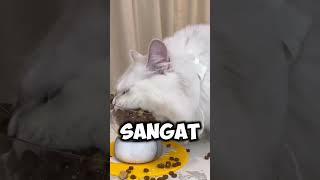 kucing yang sangat rakus😱 [upl. by Gilli]