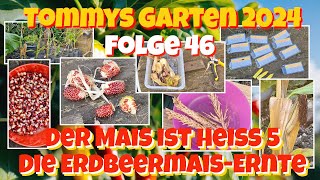 Tommys Garten 2024  Folge 46  Der Mais ist heiß 5  Die ErdbeermaisErnte [upl. by Nylyaj]