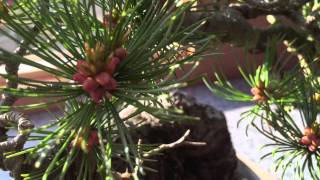 White Pine Removing Flower Buds from my Bonsai Tree [upl. by Oynotna]