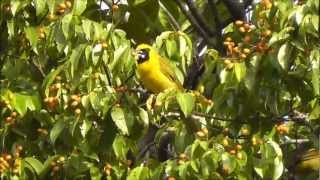 Yellowgreen Grosbeak  Furriel  Caryothraustes canadensis [upl. by Daniels59]