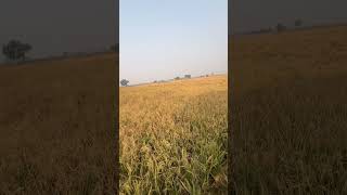 Chaa 🌾♥️ ਹਾੜੀ ਸੌਣੀ ਆ farm trending comment farmlife farmer jattlife 10kviews vermafarm [upl. by Suoivatra59]