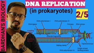 DNA REPLICATION in prokaryotes in HINDI 25 [upl. by Rehc]