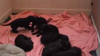 Scottish Deerhound Puppies [upl. by Bonns239]