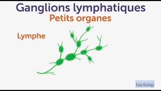 Les ganglions lymphatiques  Symptômes  Causes  Conseils [upl. by Dall335]