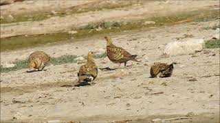 GANGA IBÉRICA pterocles alchata  pintailed sandgrouse [upl. by Atnom]