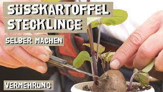 Süßkartoffeln über Stecklinge vermehren  Anleitung Triebstecklinge Kopfstecklinge [upl. by Bertha]