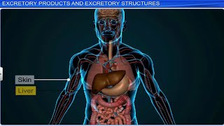 CBSE Class 11 Biology  Excretory Products and Their Elimination  Full Chapter  By Shiksha [upl. by Byram]