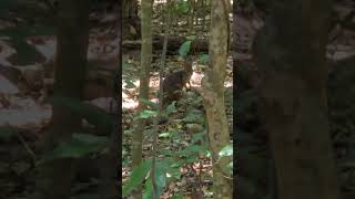 RARE PADEMELON IN AUSTRALIAN JUNGLE forest animals explore [upl. by Idette223]