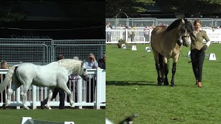 Dublin Horse Show Connemara Pony Stallion Parade RDS 2017 [upl. by Fawcett]