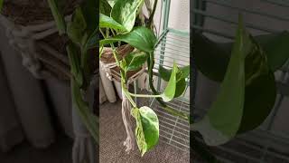 epipremnum pinnatum marble queen pothos houseplants indoorplants plantlover indoorjungle plant [upl. by Nilo]