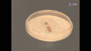 Screening Mutant Collections by Antibody Staining in Live Drosophila Embryo Dissection [upl. by Ellahcim]