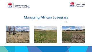 Managing African Lovegrass Webinar [upl. by Dudley]