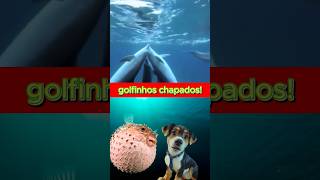 Golfinho chapadas humor [upl. by Murdock]