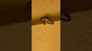 Wow Melon worm Moth😱ytshorts moth bug weird [upl. by Martynne]