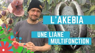 LAkebia une bonne liane de jardinforêt [upl. by Lletniuq]