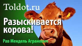 Для чего евреям красная корова Рав Мендель Агранович [upl. by Ursi391]