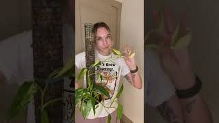 Chopping my Variegated Philodendron Domesticum  VLOGMAS DAY 15 shorts philodendron vlogmas [upl. by Haggerty]