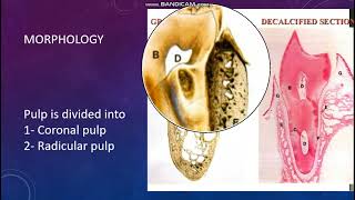 6 Dental Pulp [upl. by Frymire]