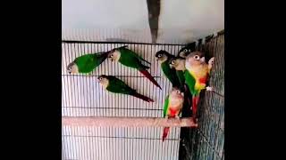 Yellow sided red factor conur parrots [upl. by Oramug325]