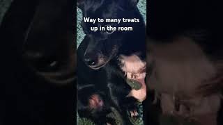 My little doggie dude 💕 dog pets cute cutedog [upl. by Noicpesnoc]