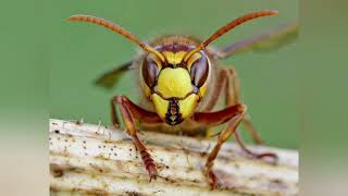 Compiled a list of 22 types of Hornet species Name list in the description [upl. by Kobi]