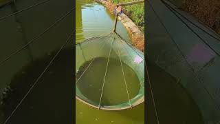 Freshwater ornamental fish breeding process [upl. by Baggs]