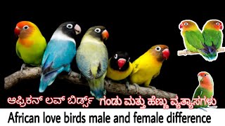 African love birds male and female difference  birds gender identification  FINS amp WINGS  ಕನ್ನಡ [upl. by Uyerta]