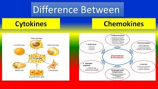 Difference Between Cytokines and Chemokines [upl. by Anirdua462]