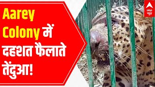 Mumbai Leopards creating terror in Aarey colony  Ground Report [upl. by Gnay877]