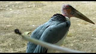 The Unusual Marabou Stork Up Close and Personal with VIZTA [upl. by Attelliw]