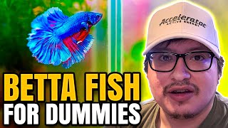 Betta fish care guide 101 for dummies [upl. by Plank]