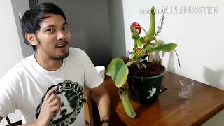 Nepenthes  Pitcher Plant Philippines  Truncata  Tips  Care [upl. by Nevur89]