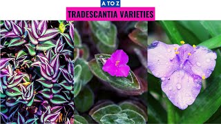 Tradescantia Varieties A to Z [upl. by Ynahpit]