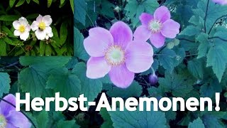 Das letzte Aufbäumen der Blüten  Die Herbst Anemone im Profil [upl. by Bleier243]