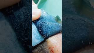 Hair Hard Wax For Hair Remove waxing skincare beauty viral [upl. by Netsua937]