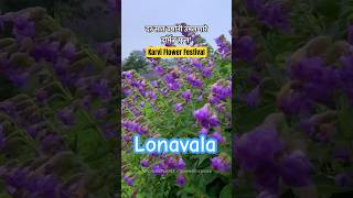 Karvi Flower Festival  Lonavala Pune [upl. by Andreas]