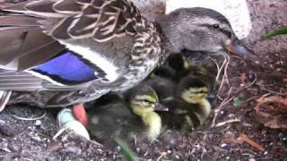 Newly Hatched Ducklings [upl. by Mick]