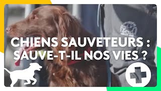 Chiens sauveteurs  Sauvetil nos vies [upl. by Atiker]