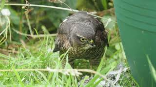 Sparrowhawk in our Bedfordshire Garden 19th August 2024 [upl. by Marijn]