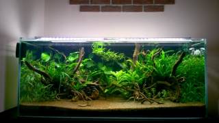 Akwarium naturalne 300 L  aktualizacja 4  Nature aquarium 300 L  update 4 [upl. by Aurel]