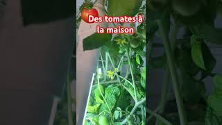 TOMATES  Comment les cultiver à lintérieur à lannée ecotouch [upl. by Eecal427]